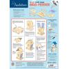 Works of Ahhh… Craft Set – Audubon Bird Feeder Buildable Wood Paint Kit