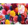 MasterPieces 550 Piece Jigsaw Puzzle for Adults and Family – Fall Frenzy – 18″x24″(Beautiful Blooms)